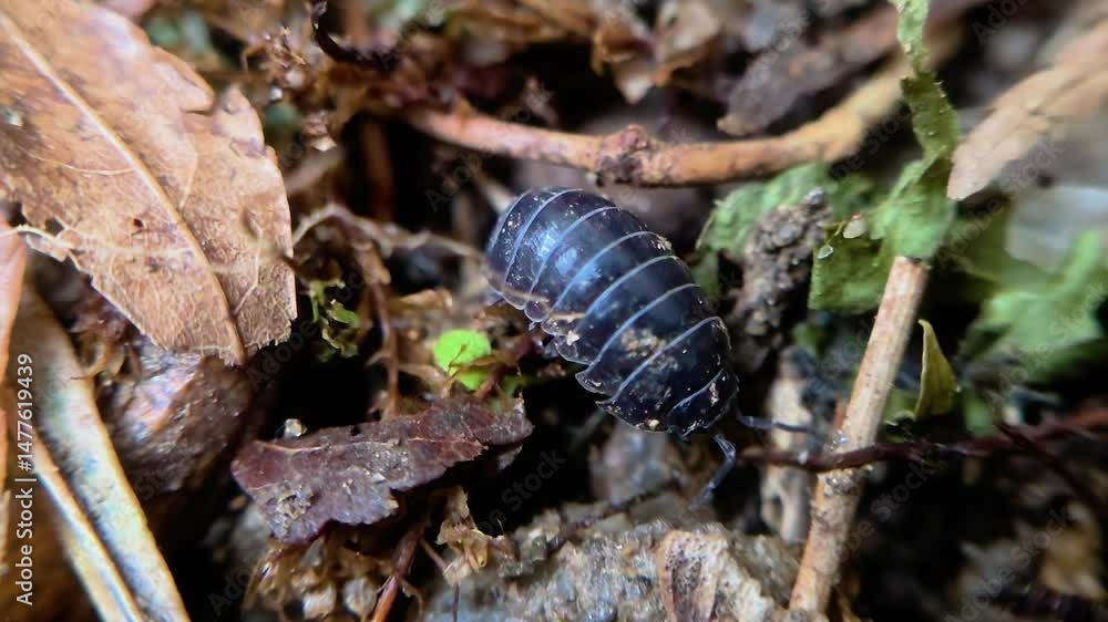 한국,곤충,공벌레,Insects,Korea,Pill bug 한국,곤충,공벌레,Insects,Korea,Pill bug