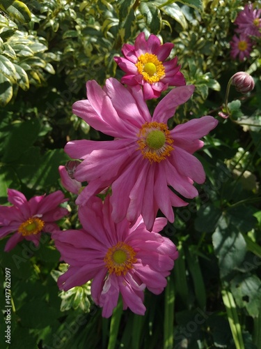 pink flowers in the garden, sunlight, grass, chrysanthemum