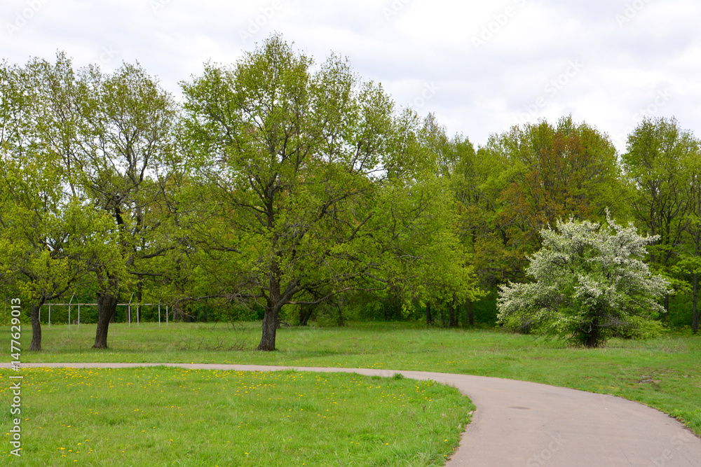 Fototapeta premium A scenic view of a park with a pathway