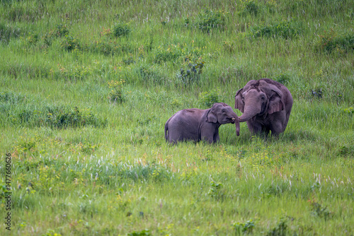 Photography elephants in the wild