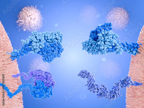 T-cell receptors and CD8 and CD4 co-receptors on a killer and a helper T-cell