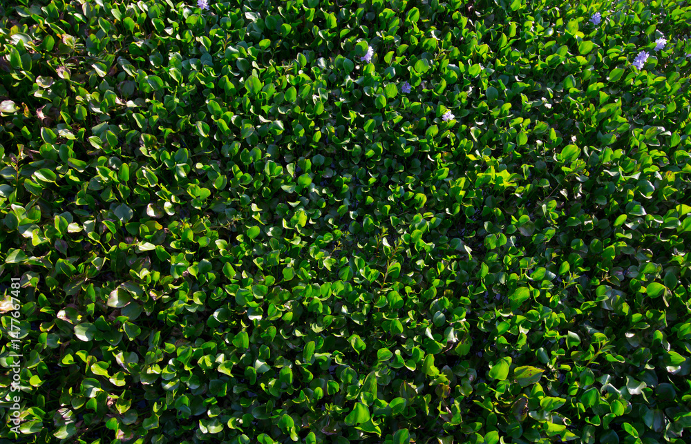 Obraz premium Close up of green grass texture background.