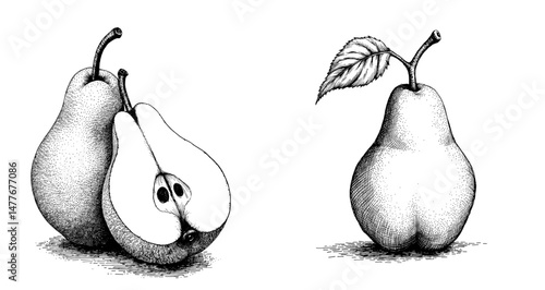 Vintage black ink sketch of fruits and vegetables depicting pears and sliced pear with seeds close-up view