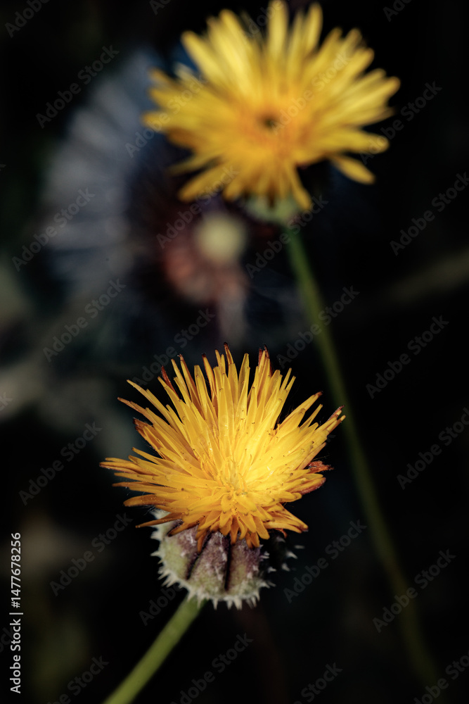 Yellow flowers of urospermum dalechampii growing in nature