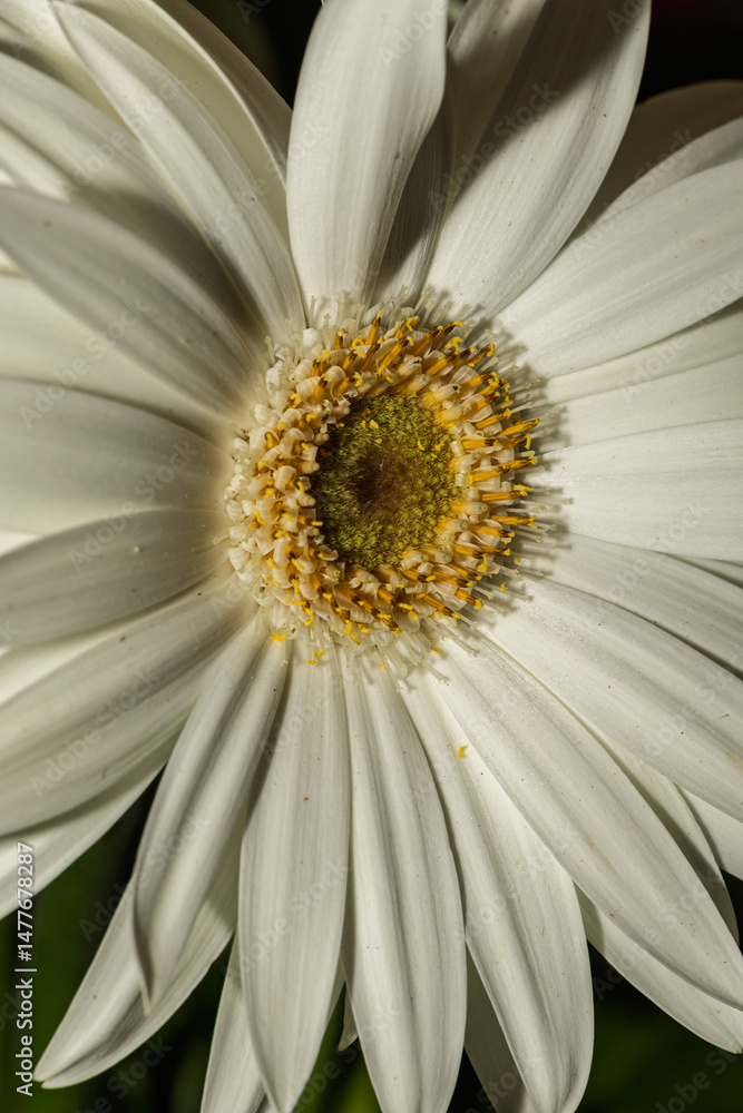 White gerbera flower showing its beautiful petals and details