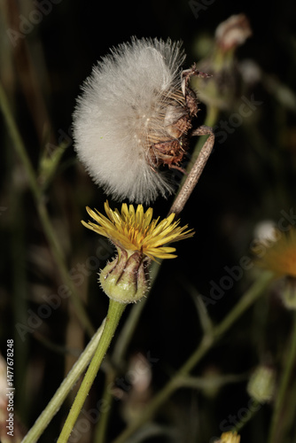 Common sowthistle flowers showing blooming and seeding stages at night