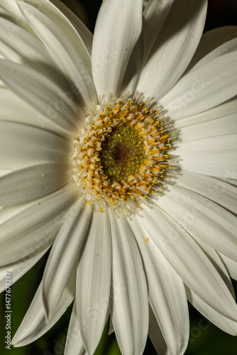 Obraz na płótnie White gerbera flower showing its beautiful petals and details w salonie
