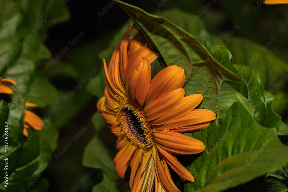 Vibrant orange gerbera daisy blooming in garden