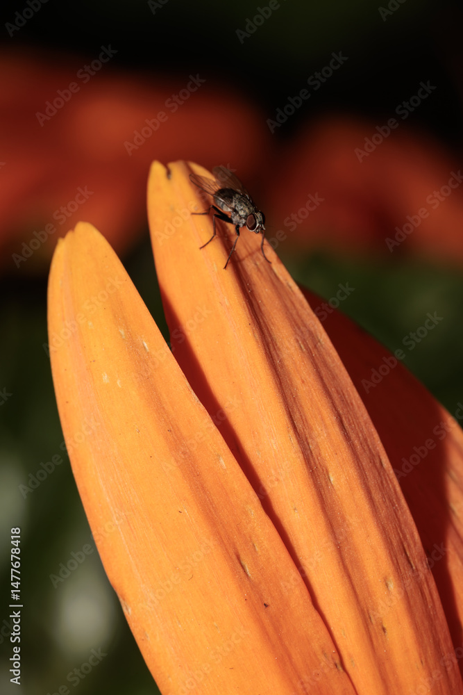 Housefly walking on orange flower petal in summer garden