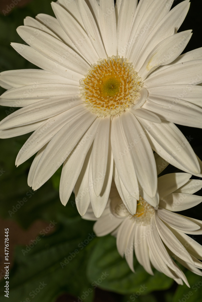 White gerbera daisies blooming in the dark background