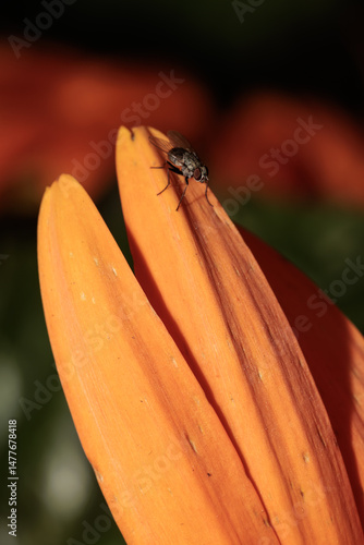 Obraz na płótnie Housefly walking on orange flower petal in summer garden w salonie