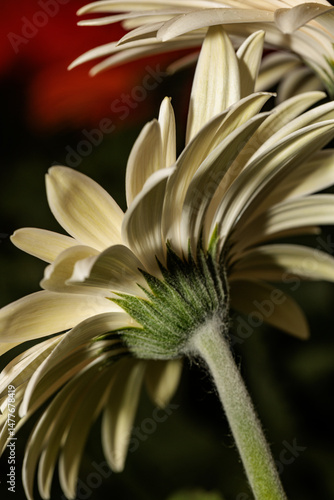 White gerbera flower showing its delicate petals and stem