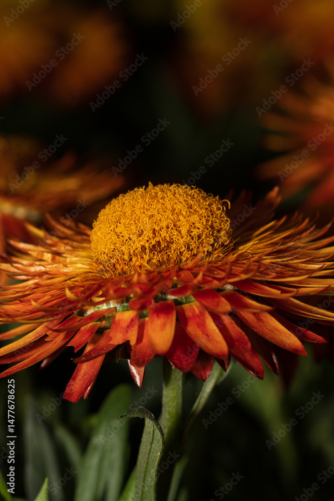 Vibrant orange bracteantha flower blooming in garden