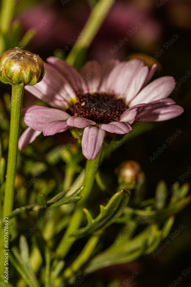 Blooming purple daisy flower with bud and green stems in soft focus