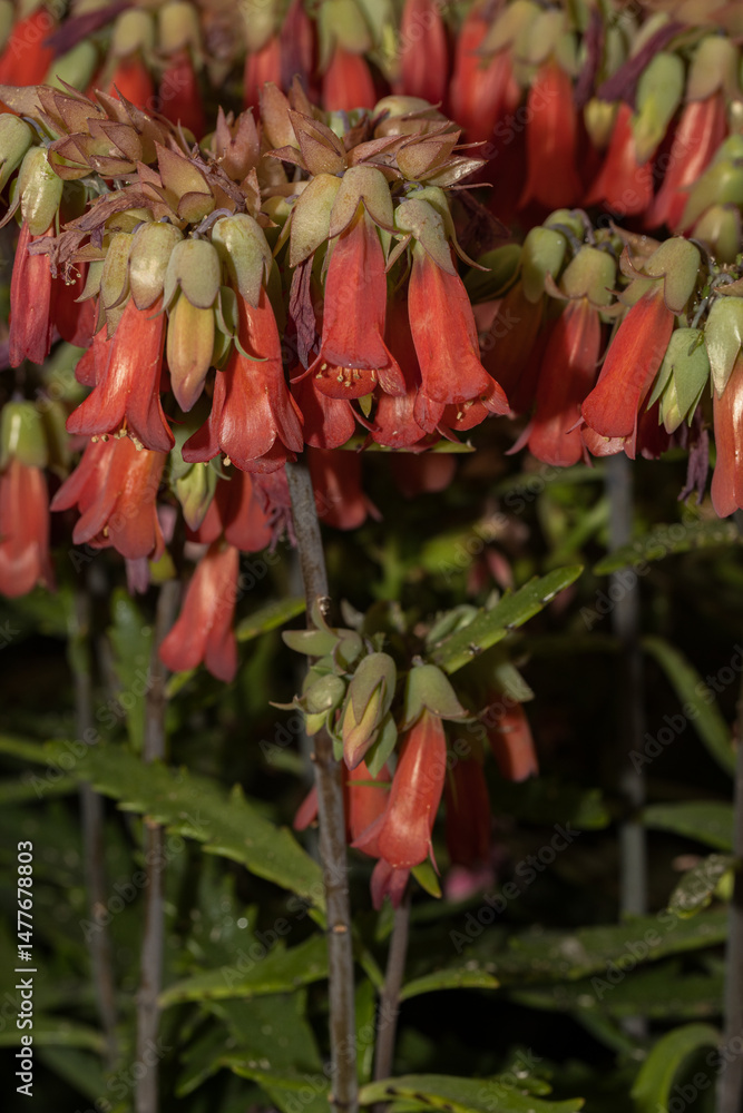 Vibrant red kalanchoe blossoms blooming in garden setting