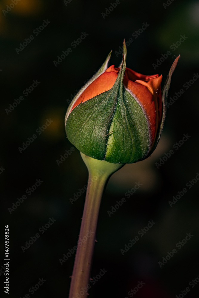 Orange rose bud growing in dark background