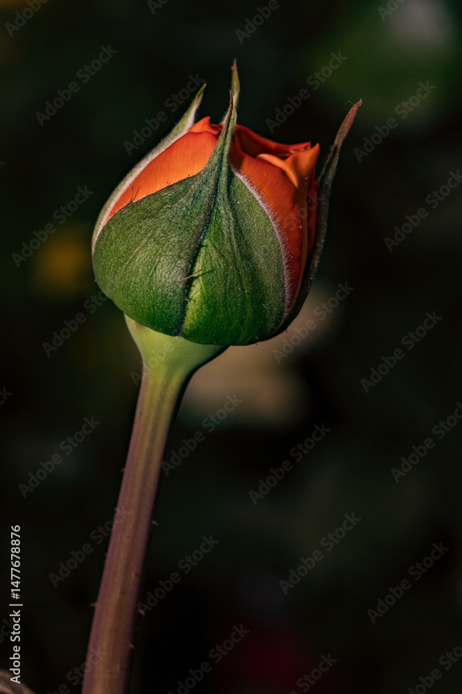 Orange rose bud growing in dark background