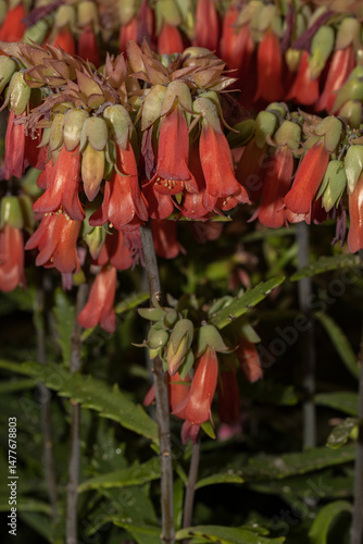 Obraz na płótnie Vibrant red kalanchoe blossoms blooming in garden setting w salonie