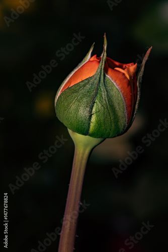 Obraz na płótnie Orange rose bud growing in dark background w salonie