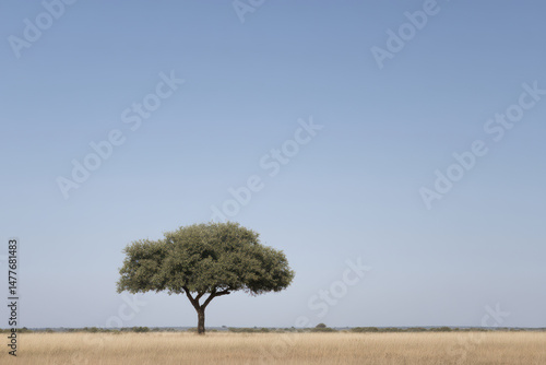 serene savanna plain in south africa under clear blue sky showcasing seasonal transition