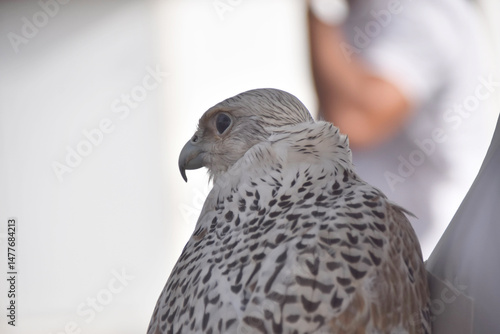 close-up portrait of a white-legged falcon

