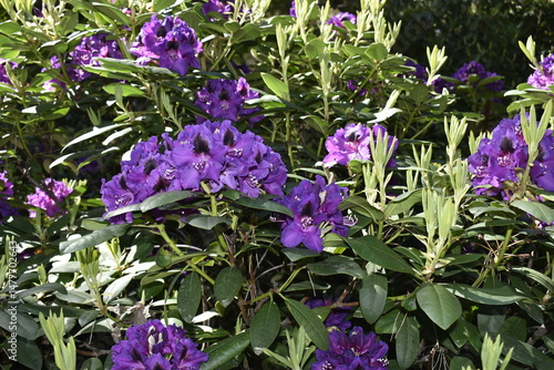 garden, nature, grass, trees, forest, tree, stone, landscape, path, plant, summer, park, spring, water, road, leaf, steps, walk, bush, outdoors, footpath, environment, flower, field, foliage