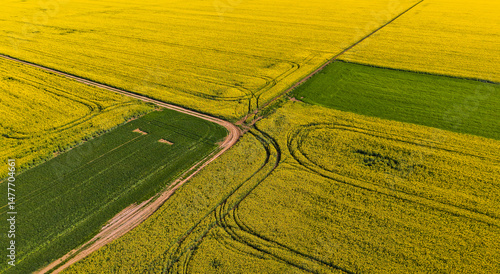 Drone flight above a yellow rapeseed field at sunset. Sunlight illuminates yellow canola. Agricultural field aerial drone view. Rural landscape	