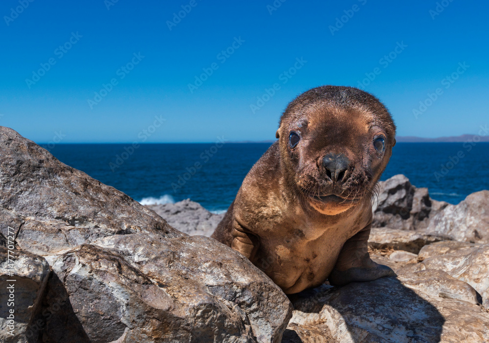 Fototapeta premium Lobo marino bebe