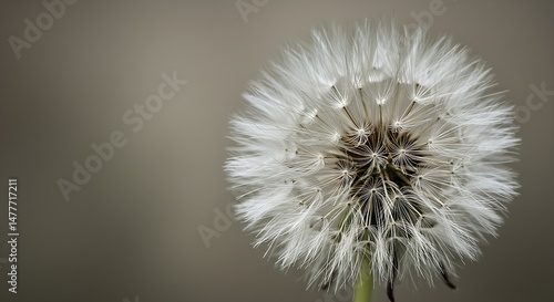 Wallpaper Mural Close-up view of a fragile and airy dandelion seed head atop a slender green stem, isolated against a simple grey backdrop. Torontodigital.ca