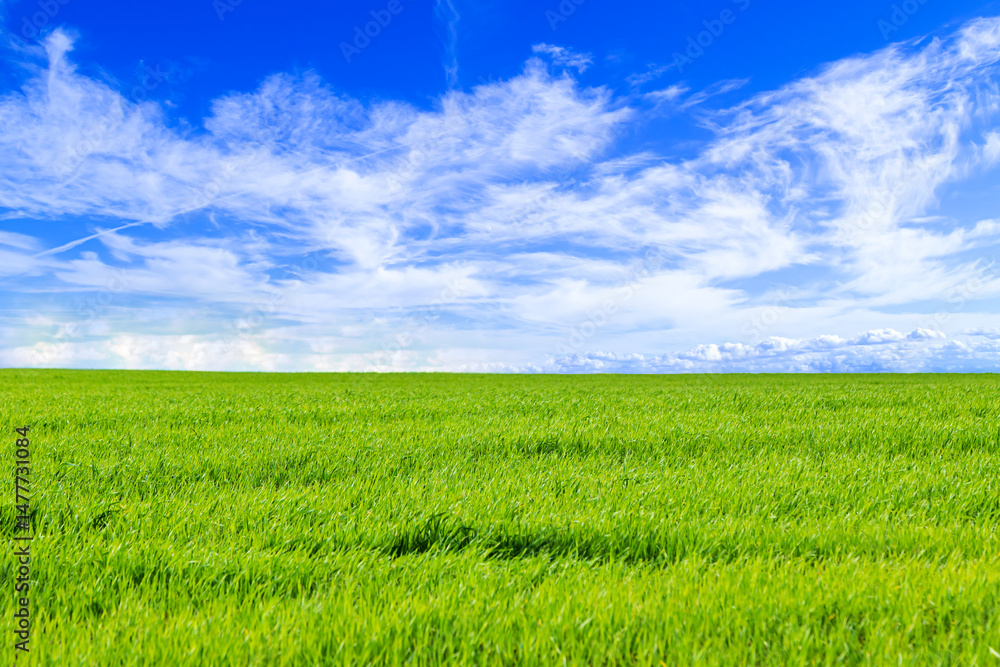 Naklejka premium Green sprouts of wheat on the field and blue sky with white fluffy clouds. Growing cereals, agribusiness.