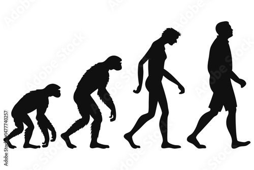 silhouette of a human evolution vector 