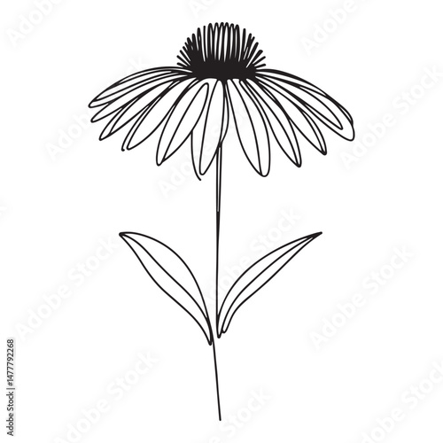 Elegant Echinacea Flower Line Art Illustration for Nature Lovers