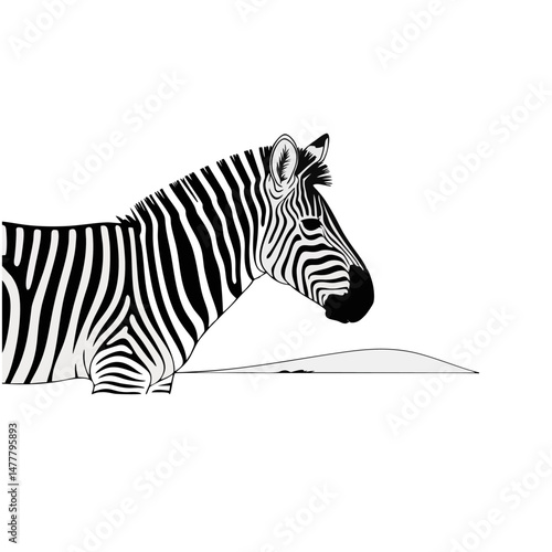 Striped zebra looking toward the camera

