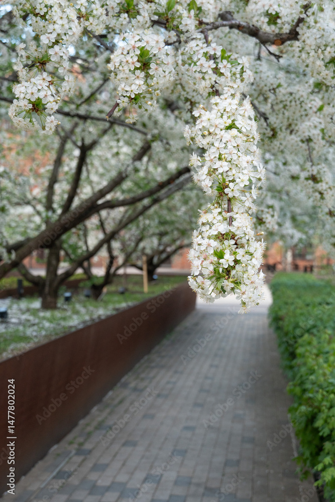 Blooming cherry trees arch over a modern paved walkway in a landscaped urban courtyard. Seasonal transformation, eco-friendly urban design, and the integration of nature in city architecture Blooming cherry trees arch over a modern paved walkway in a landscaped urban courtyard. Seasonal transformation, eco-friendly urban design, and the integration of nature in city architecture