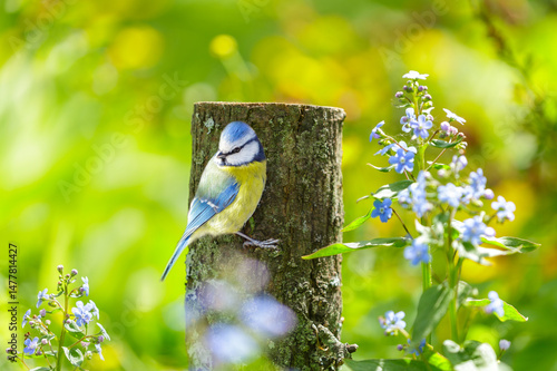 Little bird perching on old stump among forget-me-not flowers. Blue tit