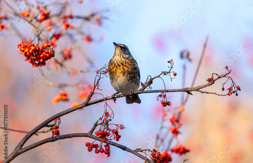 Thrush bird perching on branch of tree and eats rowan berries