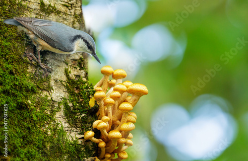 little bird perching on tree with edible mushrooms . Nuthatch
