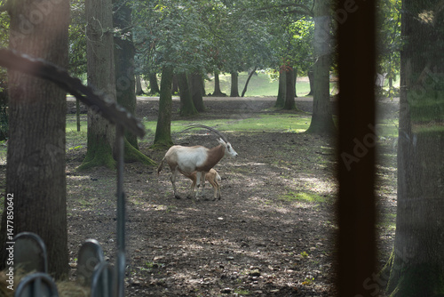 Antilope