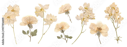 Pressed and Dried White Flowers including Rose and Delphinium for Wedding decor and Romantic Scrapbooking. Vintage botanical elements for aesthetic crafting