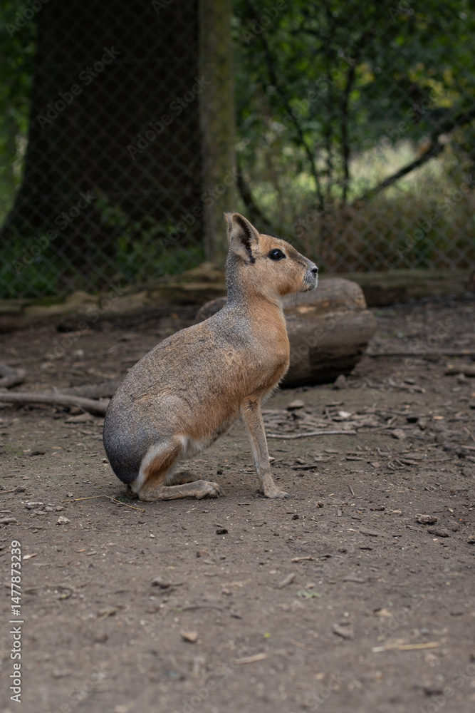 Fototapeta premium Kangourou