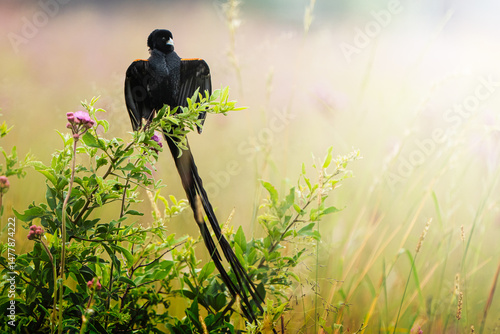 A flap bird displays its striking plumage in an open field, performing a courtship ritual to attract a mate; sharp focus captures the intricate feather details against the softly blurred natural backd