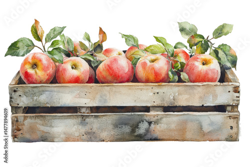 Watercolour Red Apples in Rustic Wooden Crate Still Life Artwork Isolated
