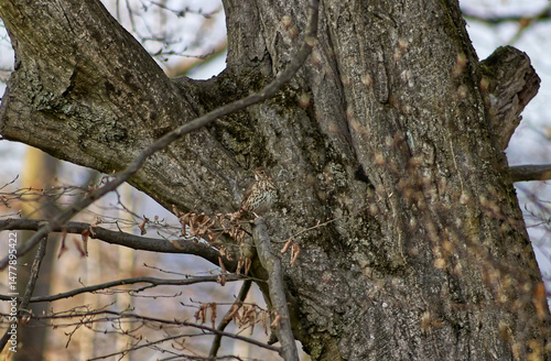 Natural camouflage of a female blackbird. Brown bird with natural camouflage on a tree branch. Bird on a branch. Naturally camouflaged bird on a branch with dry leaves.