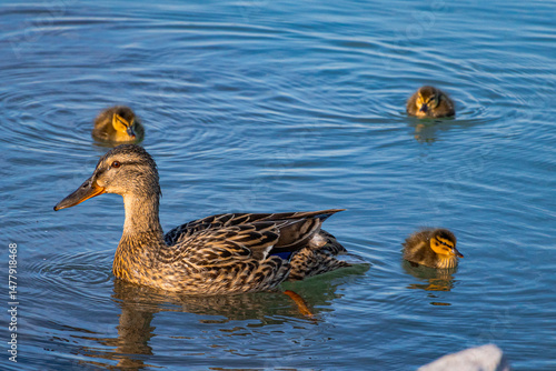 A photo of a duck and her chicks swimming in a pond