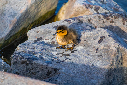 A photo of a small bird sitting on a rock in the water