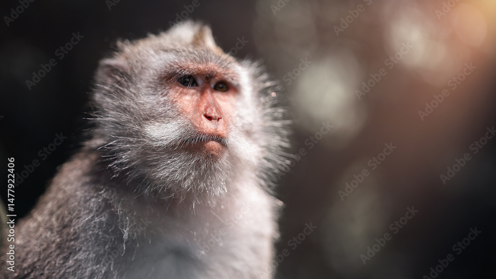 Fototapeta premium Monkey in the Sacred Ubud Forest, Bali