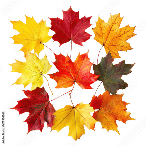 Wallpaper Mural Colorful maple foliage arrangement on transparent background Torontodigital.ca