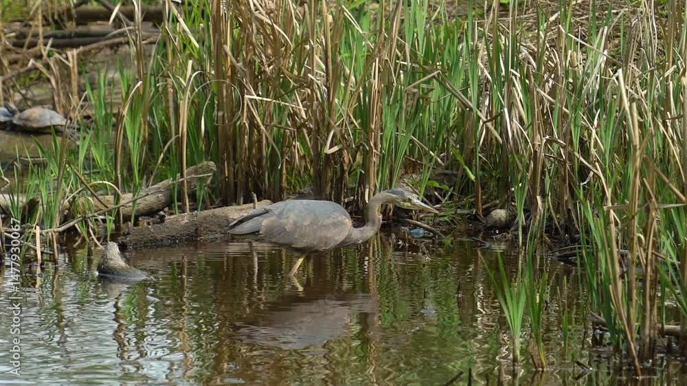 Graceful heron hunting in serene wetland at dawn Graceful heron hunting in serene wetland at dawn