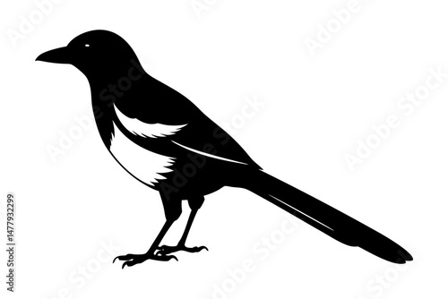 Magpie Silhouette vector