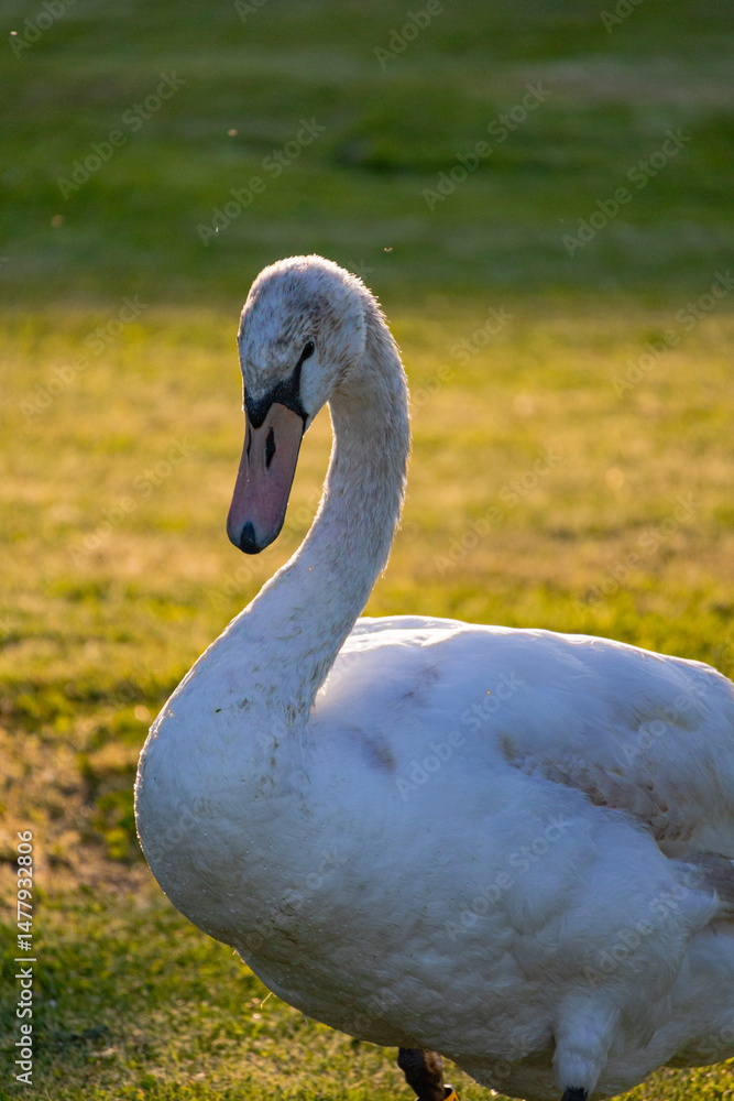 Fototapeta premium A photo of a white swan walking on a grassy field
